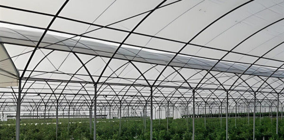 Galvanized Frame Strong Structure Blueberry Greenhouse Farming Single Layer