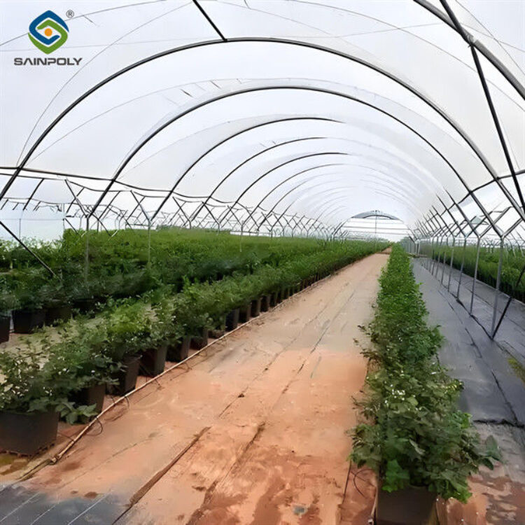 Galvanized Frame Strong Structure Blueberry Greenhouse Farming Single Layer