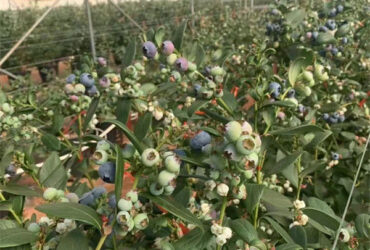 Galvanized Frame Strong Structure Blueberry Greenhouse Farming Single Layer