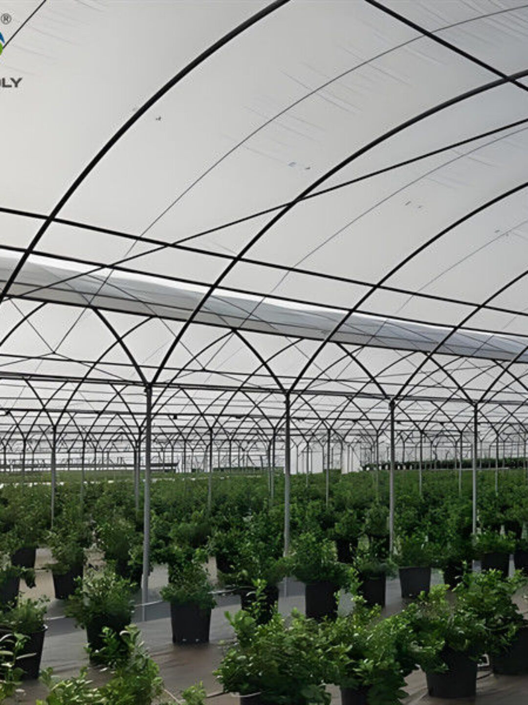Galvanized Frame Strong Structure Blueberry Greenhouse Farming Single Layer