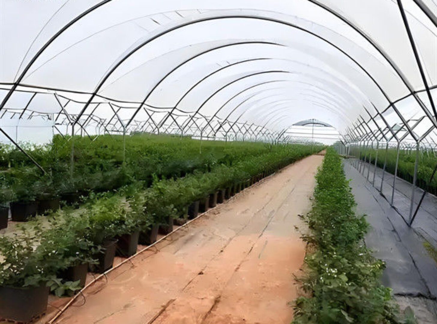 Galvanized Frame Strong Structure Blueberry Greenhouse Farming Single Layer