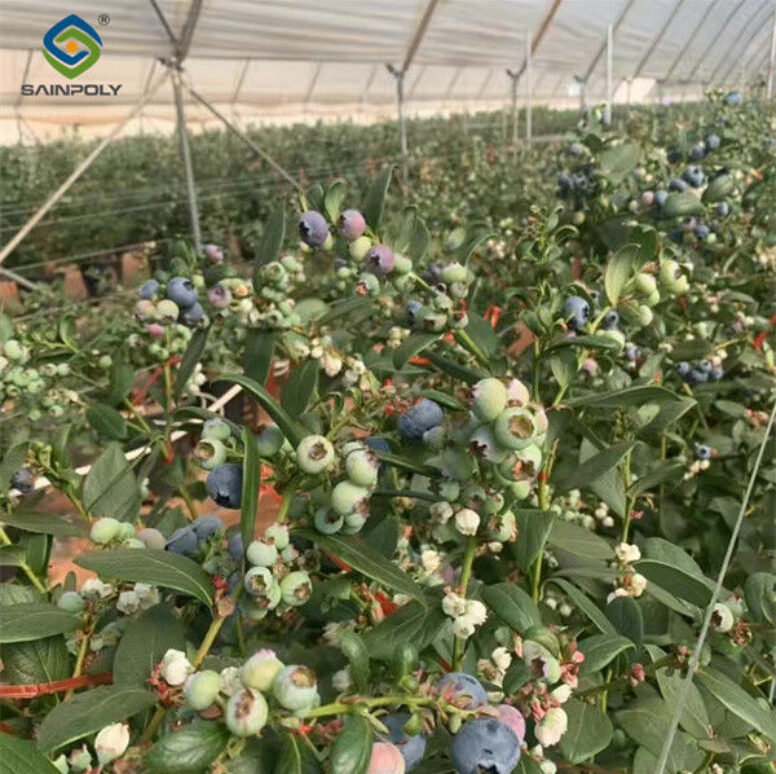Galvanized Frame Strong Structure Blueberry Greenhouse Farming Single Layer
