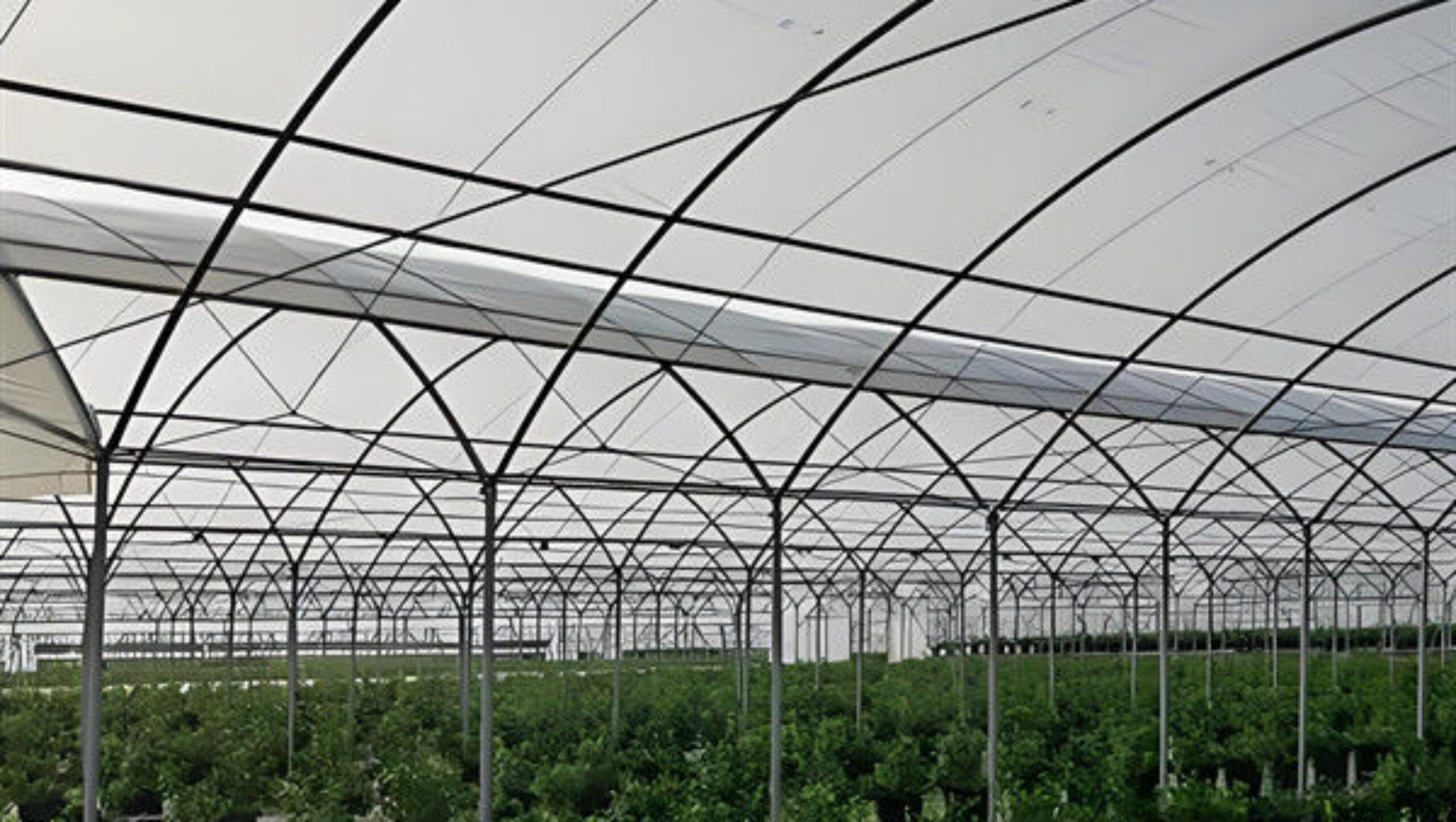 Galvanized Frame Strong Structure Blueberry Greenhouse Farming Single Layer