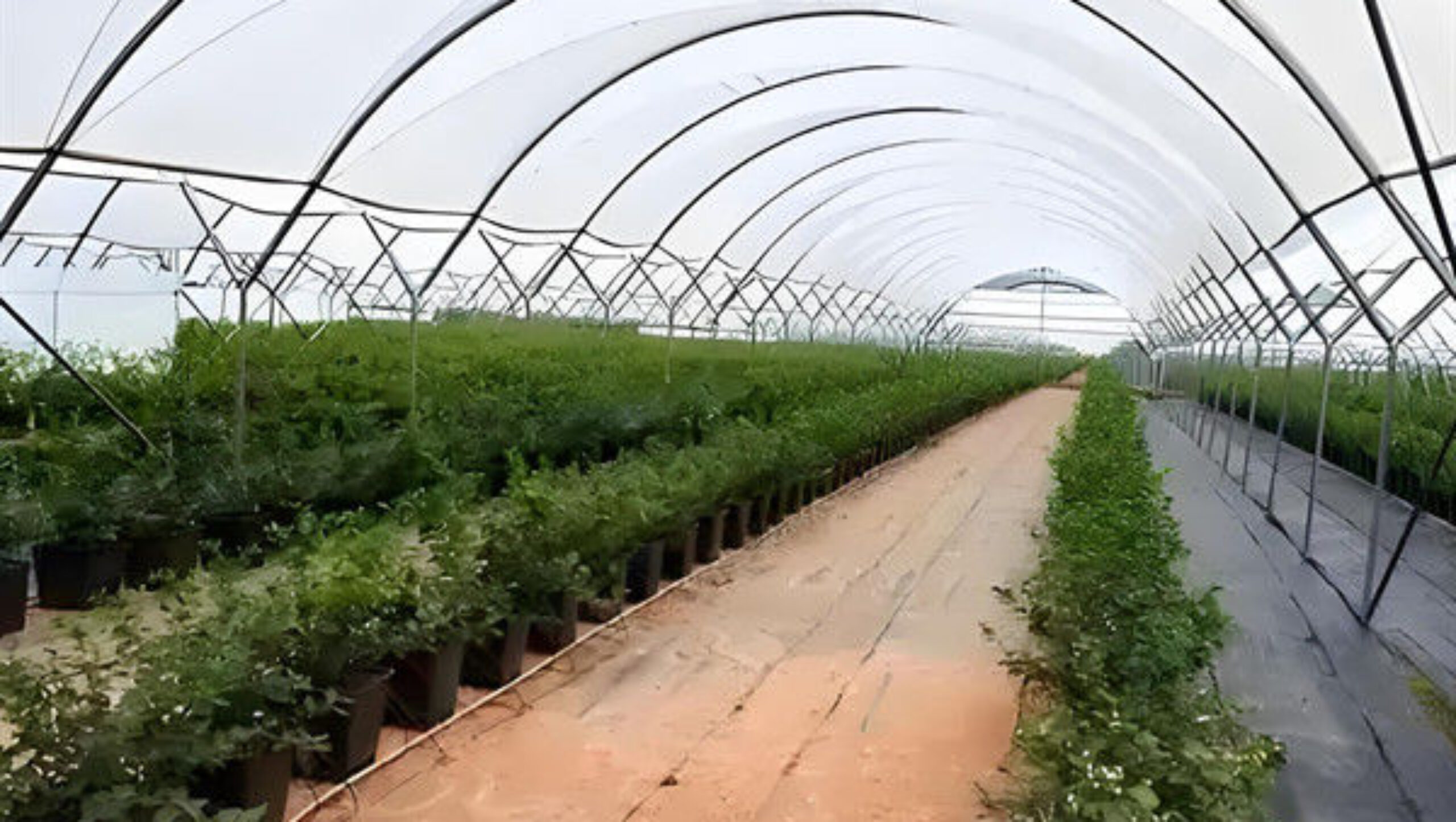 Galvanized Frame Strong Structure Blueberry Greenhouse Farming Single Layer