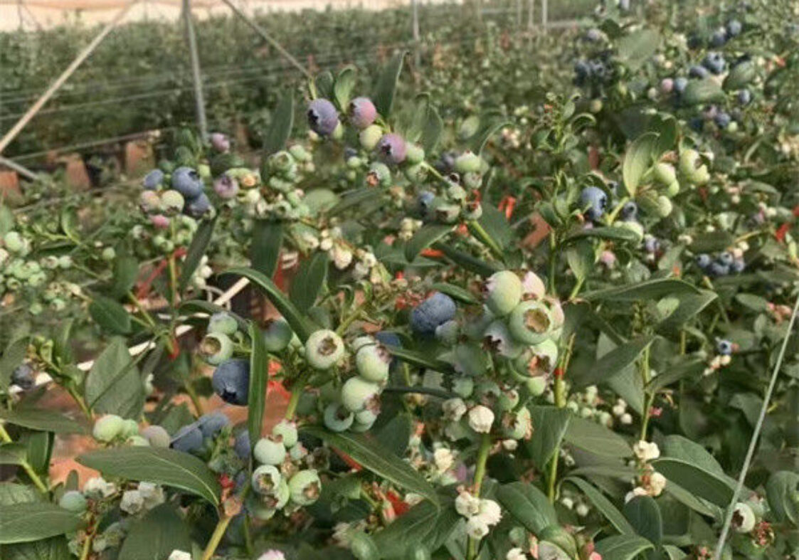 Galvanized Frame Strong Structure Blueberry Greenhouse Farming Single Layer