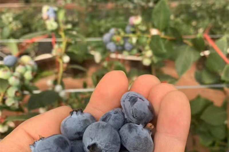 Galvanized Frame Strong Structure Blueberry Greenhouse Farming Single Layer