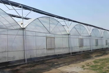 Galvanized Steel Frame Large Economical Plastic Film Greenhouse For Optimal Growth