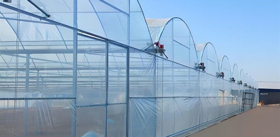 Galvanized Steel Frame Multispan Greenhouse 30-100m Length Customized Size