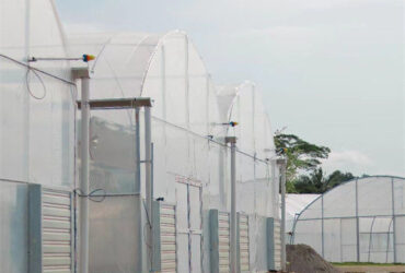 Galvanized Steel Frame Multispan Greenhouse 30-100m Length Customized Size