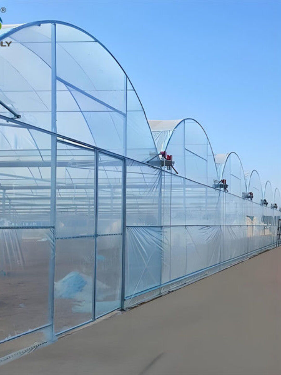 Galvanized Steel Frame Multispan Greenhouse 30-100m Length Customized Size