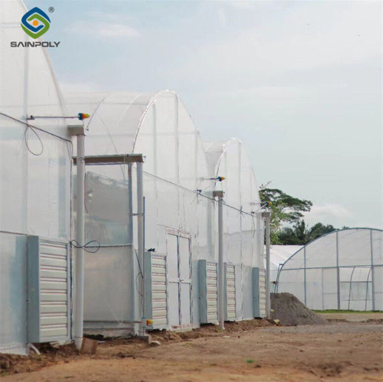 Galvanized Steel Frame Multispan Greenhouse 30-100m Length Customized Size