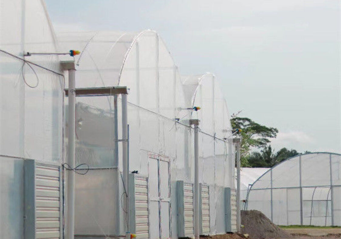 Galvanized Steel Frame Multispan Greenhouse 30-100m Length Customized Size