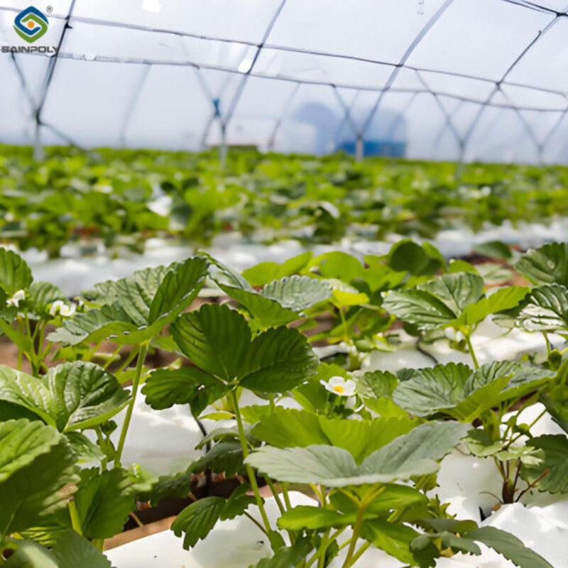 Galvanized Steel Hydroponics Strawberry Greenhouse Large Size