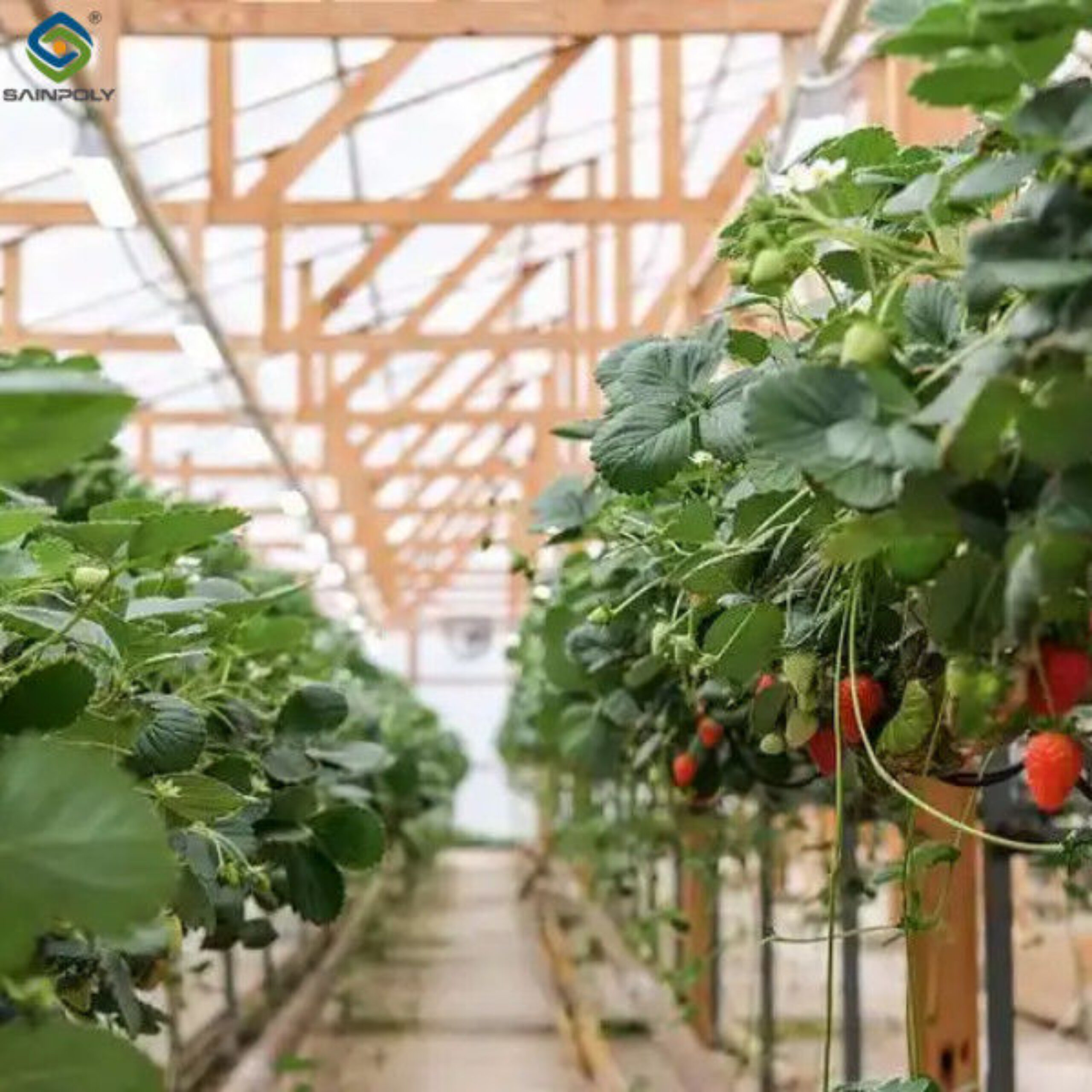 Galvanized Steel Hydroponics Strawberry Greenhouse Large Size