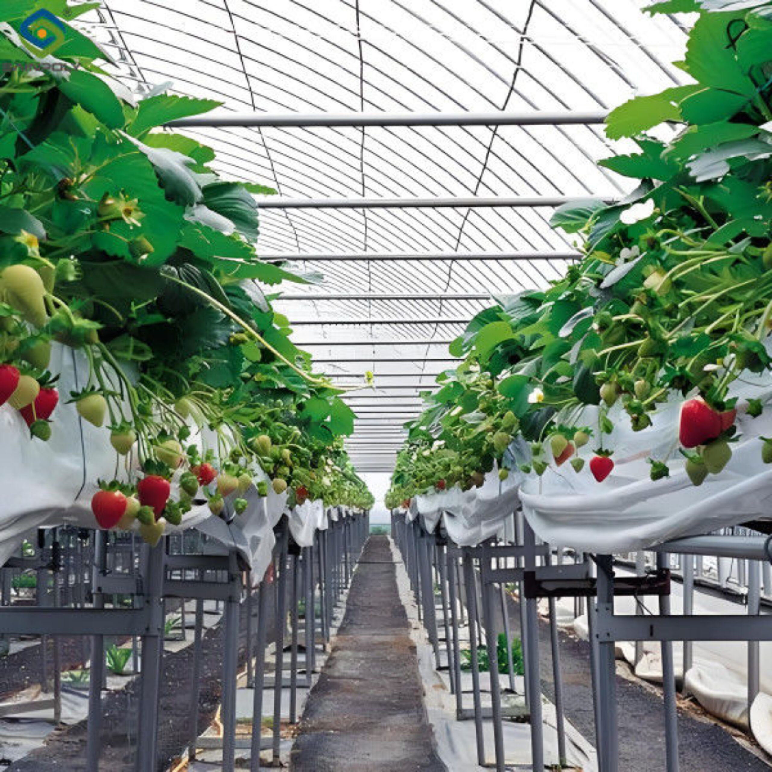 Galvanized Steel Hydroponics Strawberry Greenhouse Large Size