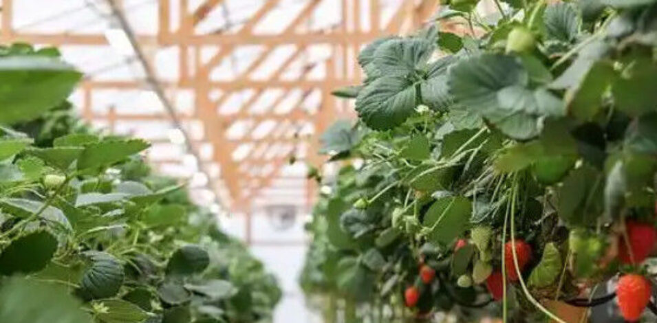 Galvanized Steel Hydroponics Strawberry Greenhouse Large Size