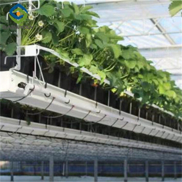 Galvanized Steel Hydroponics Strawberry Greenhouse Large Size