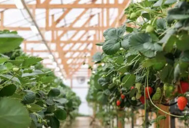 Galvanized Steel Hydroponics Strawberry Greenhouse Large Size