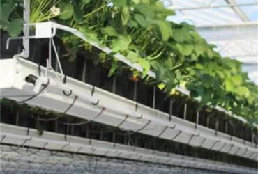 Galvanized Steel Hydroponics Strawberry Greenhouse Large Size