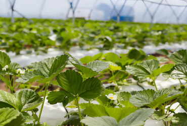 Galvanized Steel Hydroponics Strawberry Greenhouse Large Size