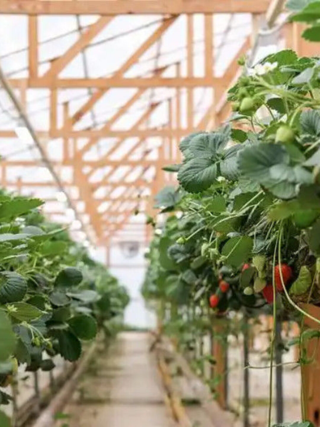 Galvanized Steel Hydroponics Strawberry Greenhouse Large Size