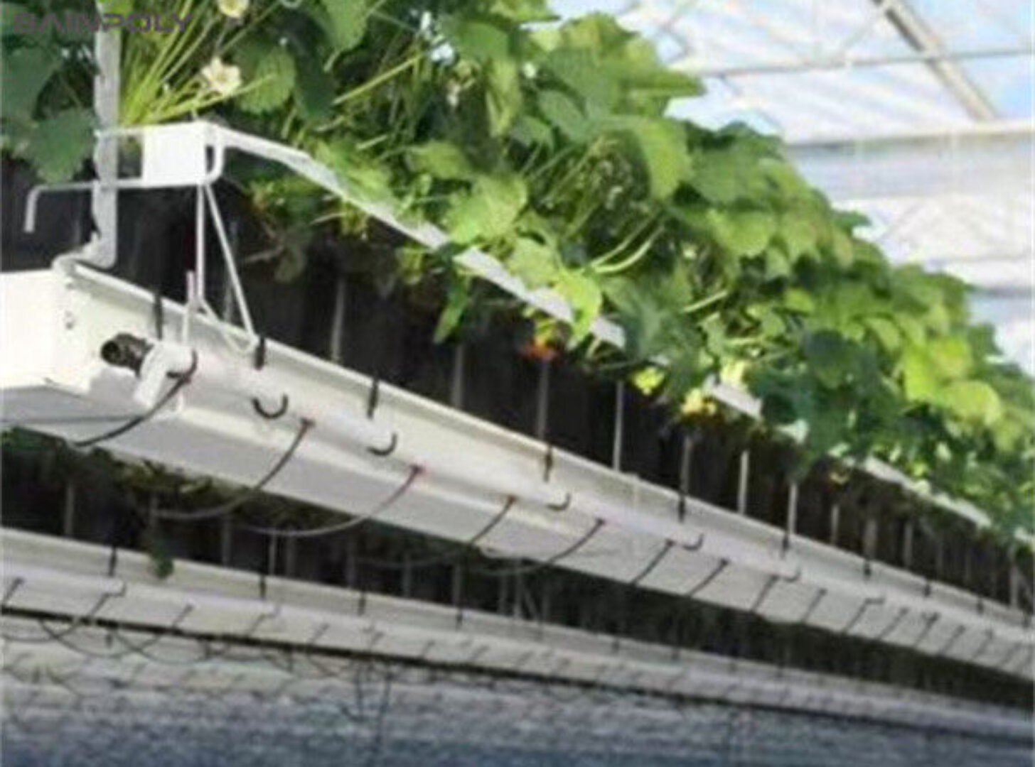 Galvanized Steel Hydroponics Strawberry Greenhouse Large Size
