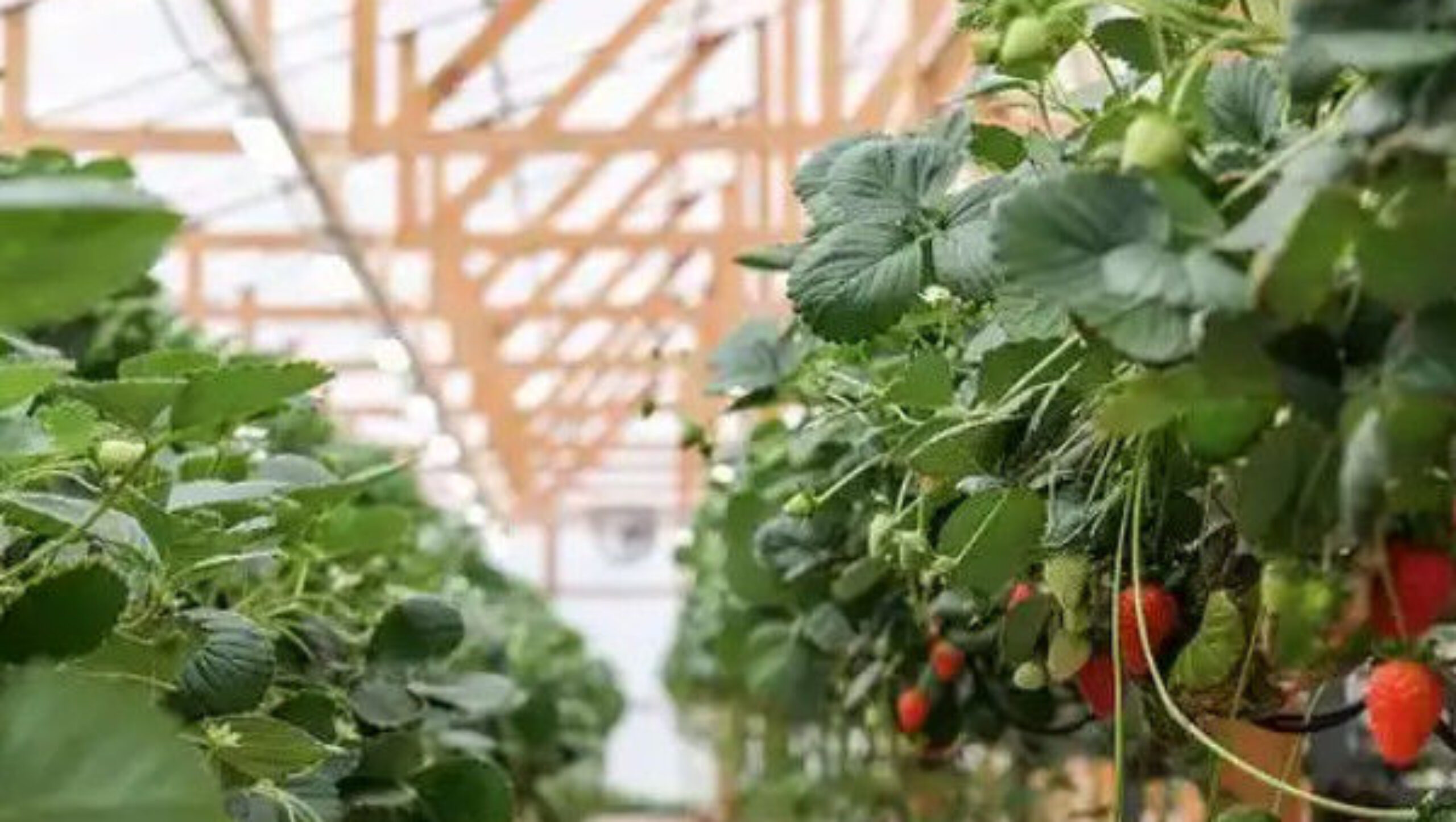 Galvanized Steel Hydroponics Strawberry Greenhouse Large Size