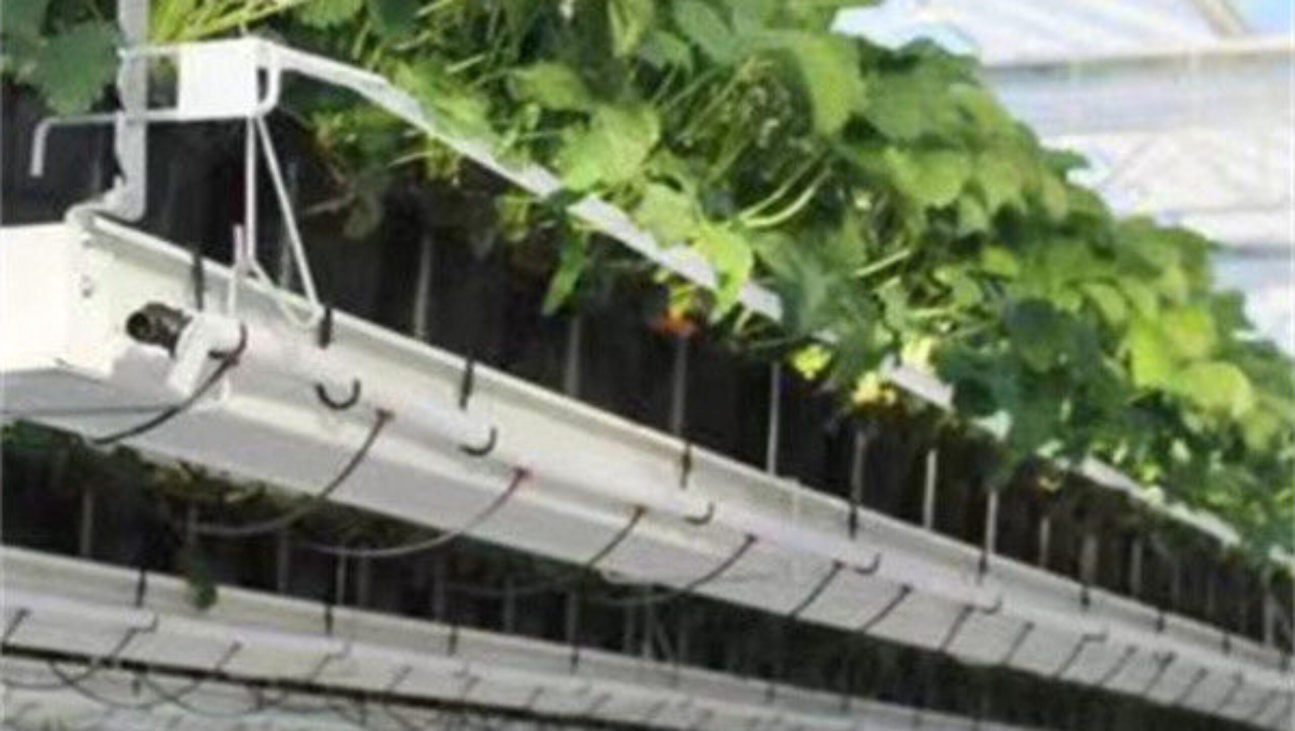 Galvanized Steel Hydroponics Strawberry Greenhouse Large Size