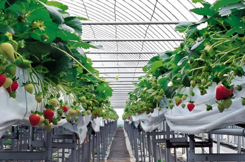 Galvanized Steel Hydroponics Strawberry Greenhouse Large Size