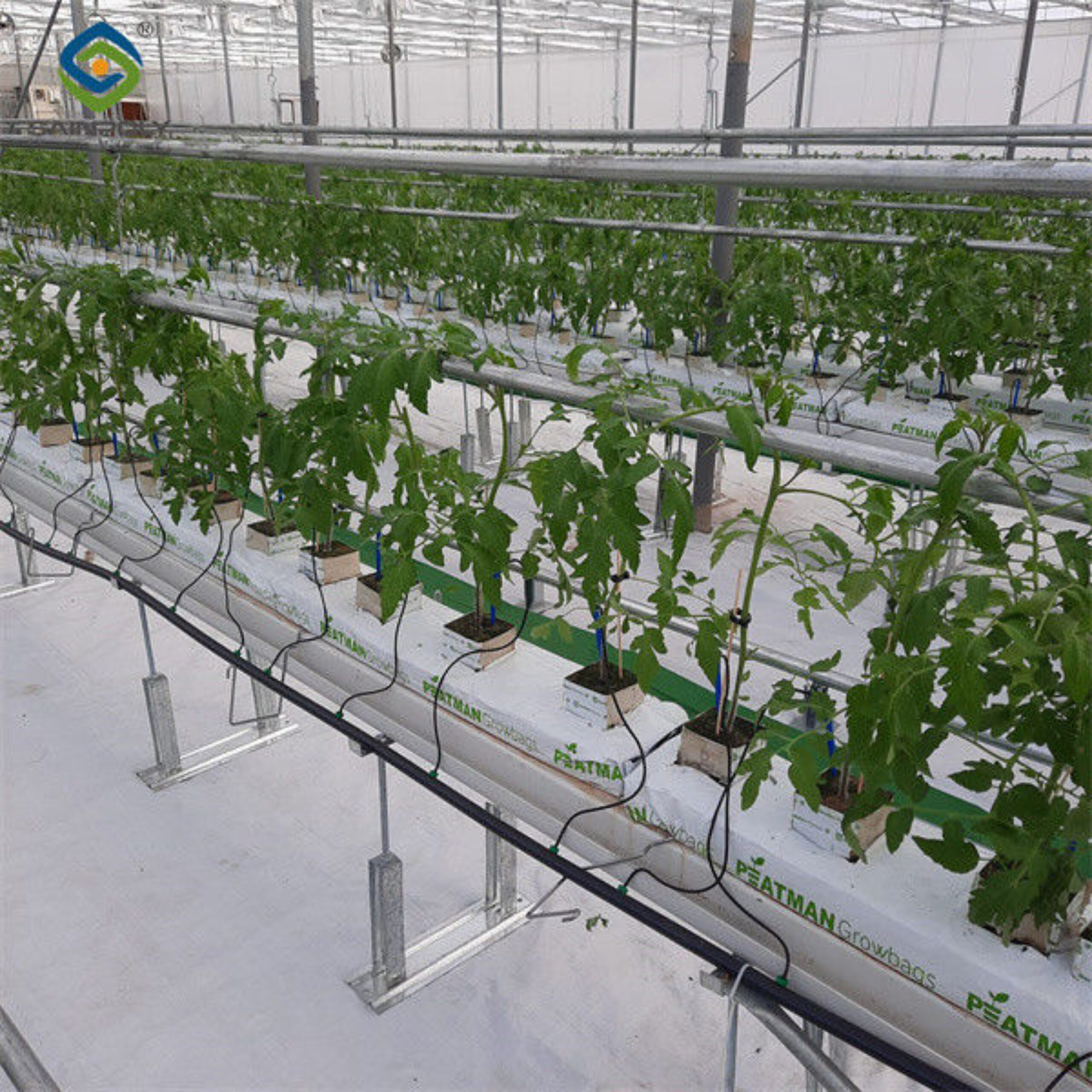 Galvanized Steel Multispan Commercial Polycarbonate Greenhouse Customized Length