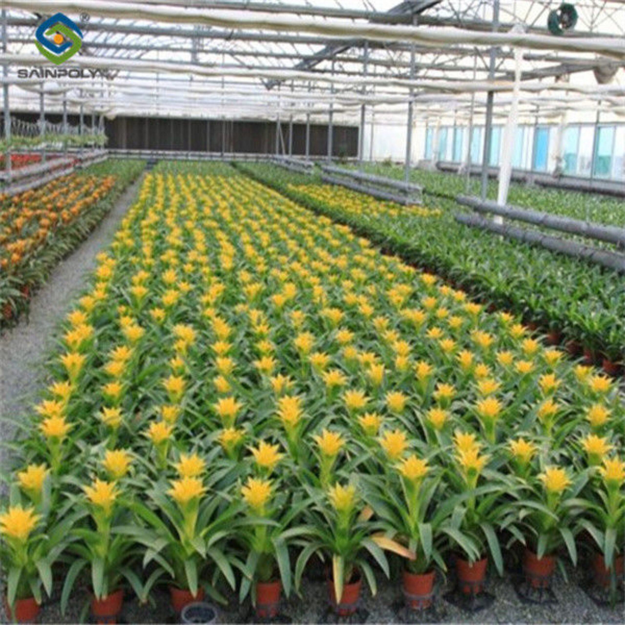 Galvanized Steel Multispan Commercial Polycarbonate Greenhouse Customized Length