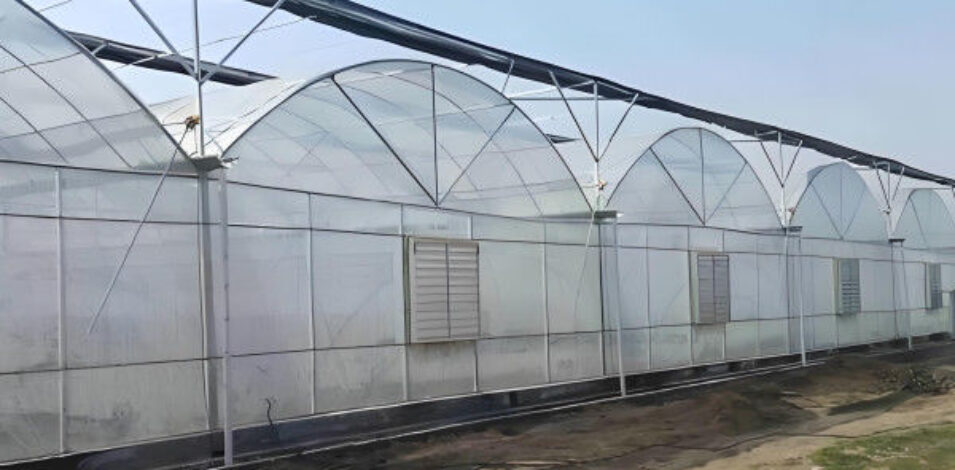 Galvanized Steel Multispan Commercial Polycarbonate Greenhouse Customized Length