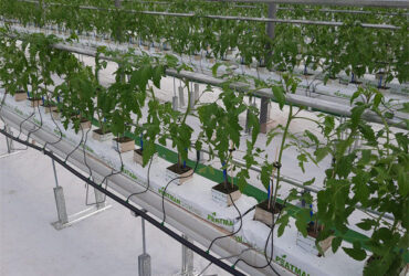 Galvanized Steel Multispan Commercial Polycarbonate Greenhouse Customized Length