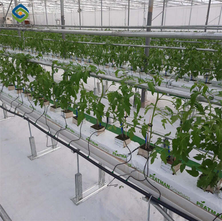 Galvanized Steel Multispan Commercial Polycarbonate Greenhouse Customized Length