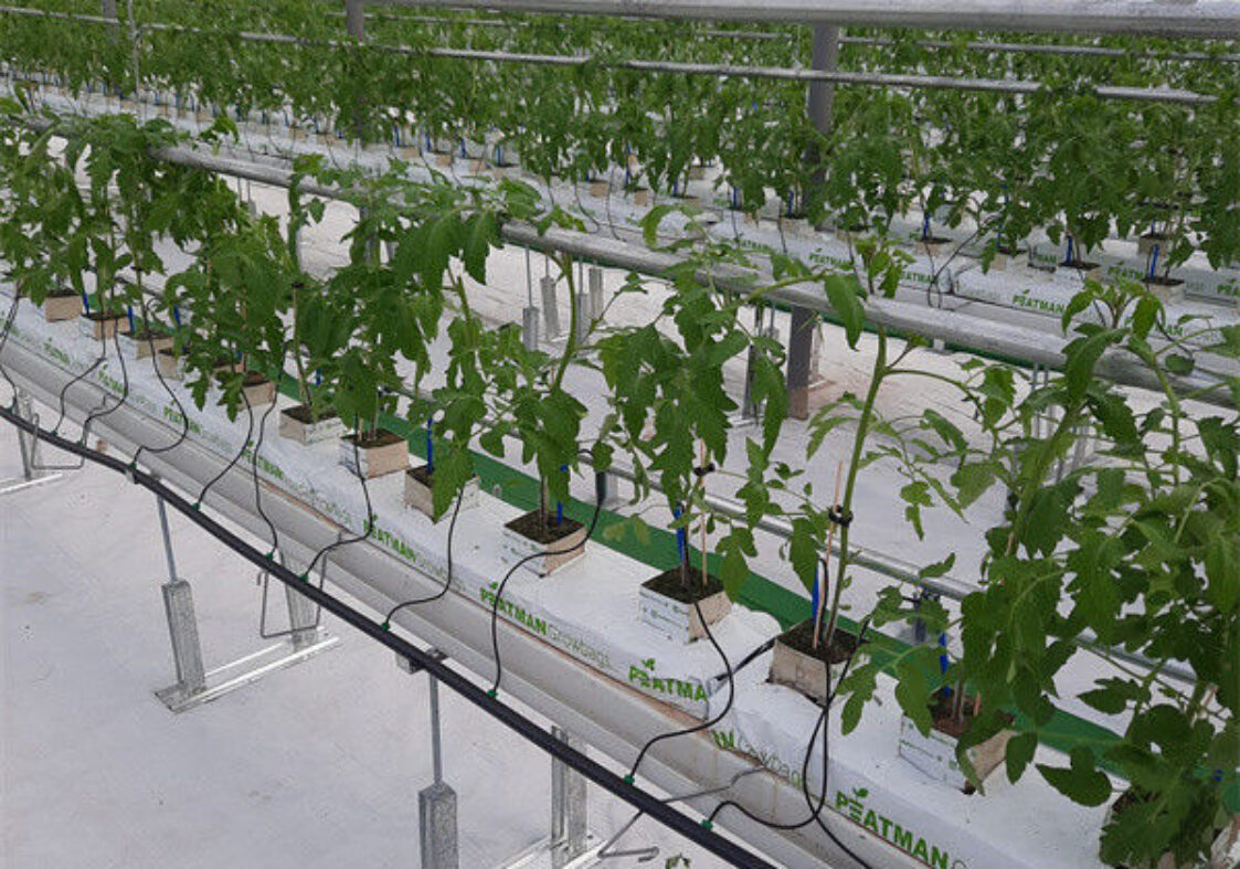 Galvanized Steel Multispan Commercial Polycarbonate Greenhouse Customized Length