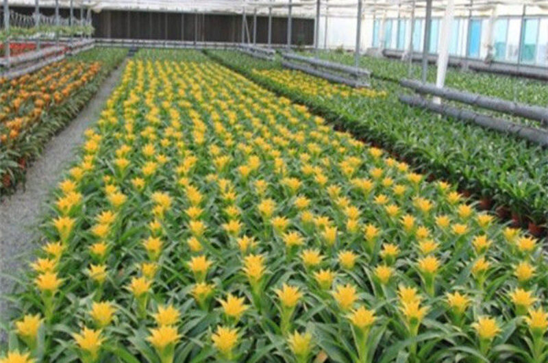 Galvanized Steel Multispan Commercial Polycarbonate Greenhouse Customized Length