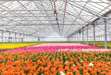 Glass Film Polycarbonate Greenhouse Flower Greenhouse With Intelligent Systems