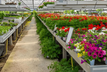 Glass Film Polycarbonate Greenhouse Flower Greenhouse With Intelligent Systems