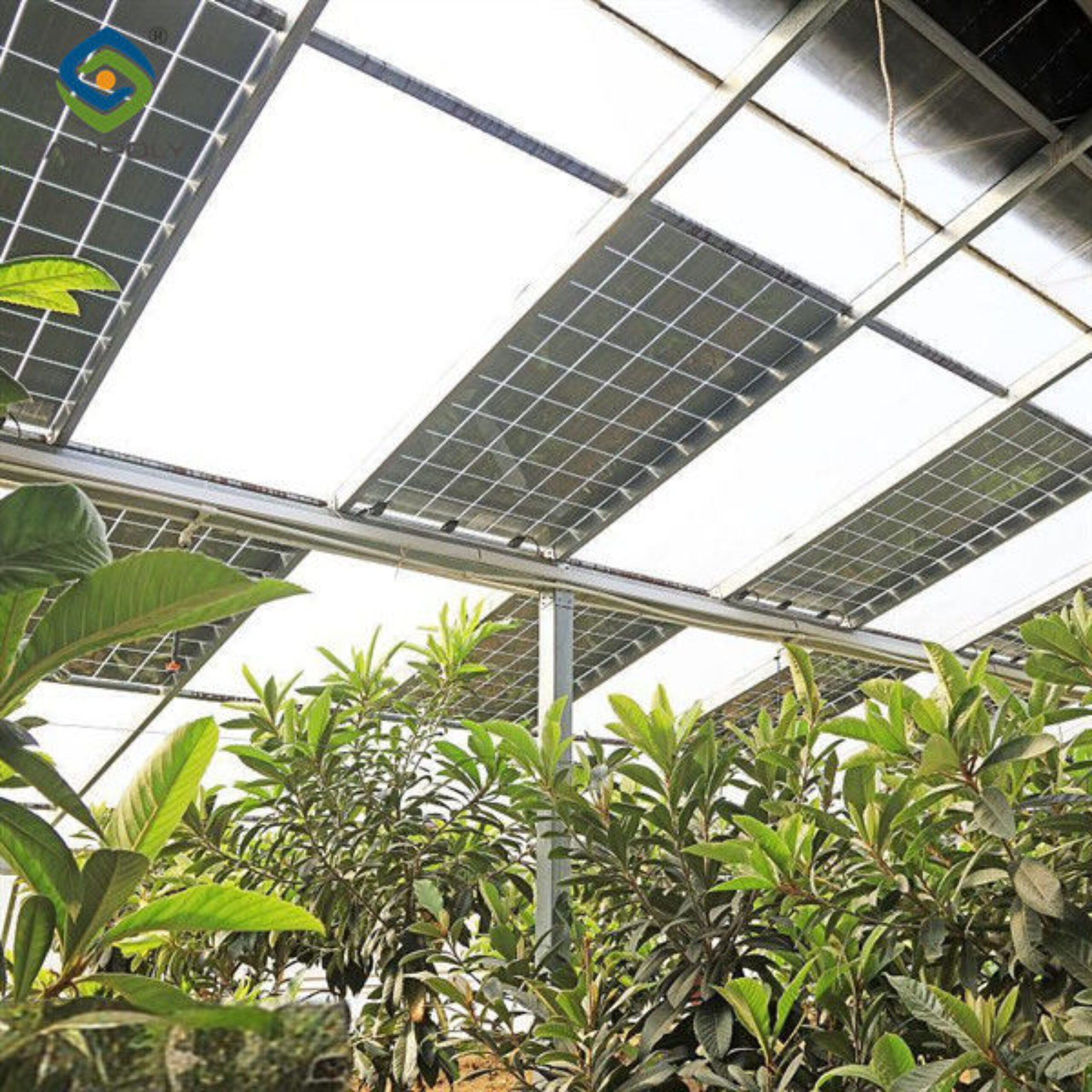 Glass Polycarbonate Cover Photovoltaic Greenhouse Include Automated Sytems