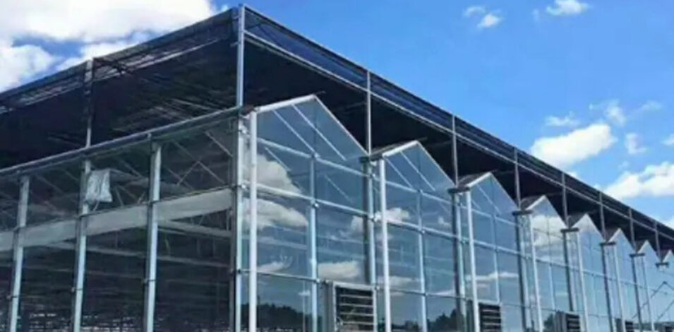 Venlo Greenhouse structure and growing equipment options