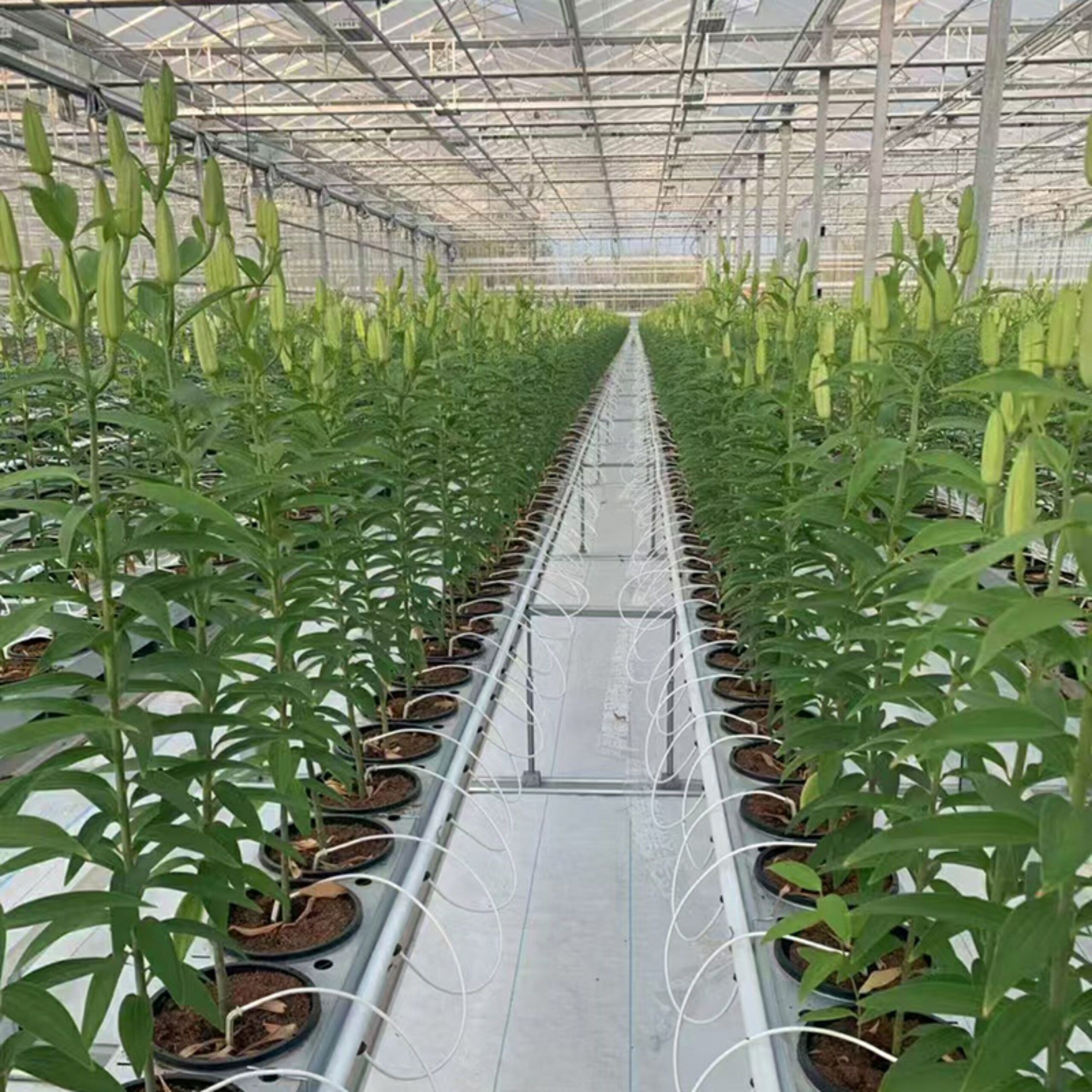 Global leading supplier manufacturing commercial polycarbonate greenhouse with built-in fully automated
