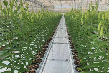 Global leading supplier manufacturing commercial polycarbonate greenhouse with built-in fully automated