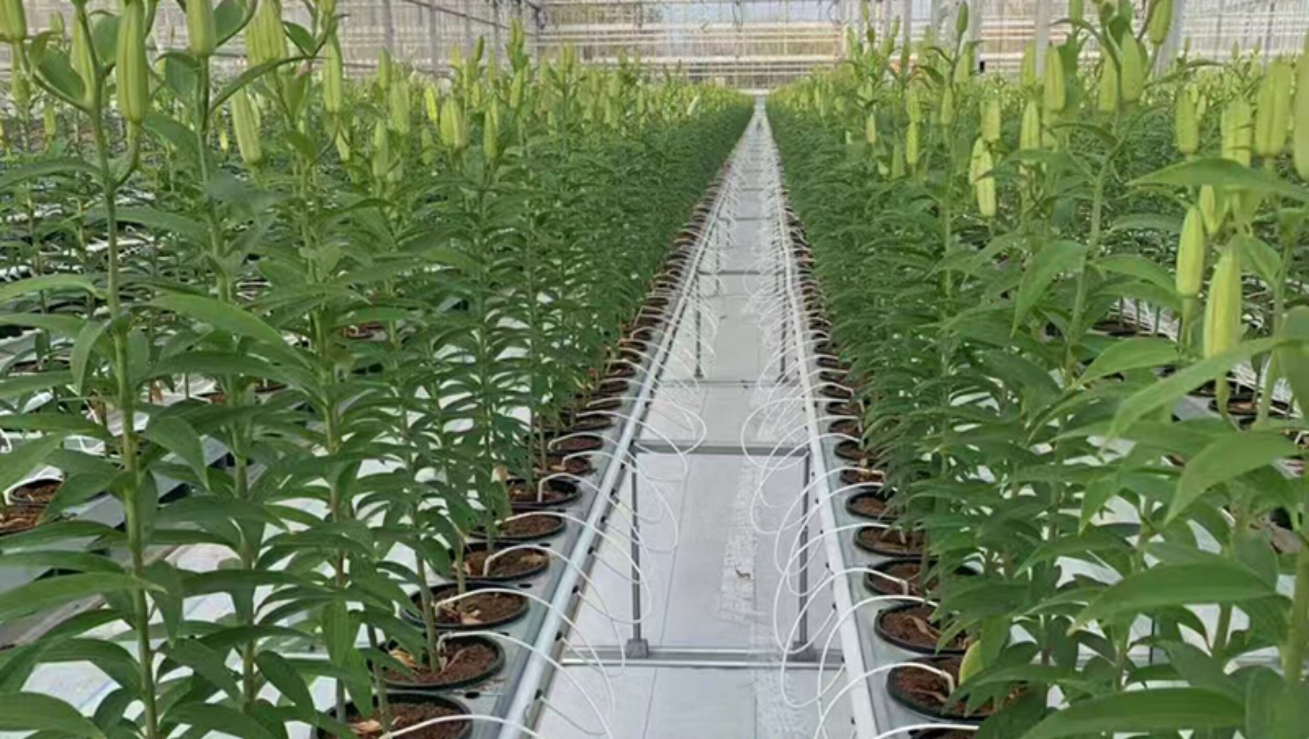Global leading supplier manufacturing commercial polycarbonate greenhouse with built-in fully automated