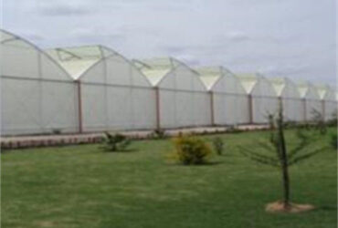 Gothic Frame Greenhouse Large Size Agricultural Multi Span Plastic Film Greenhouse