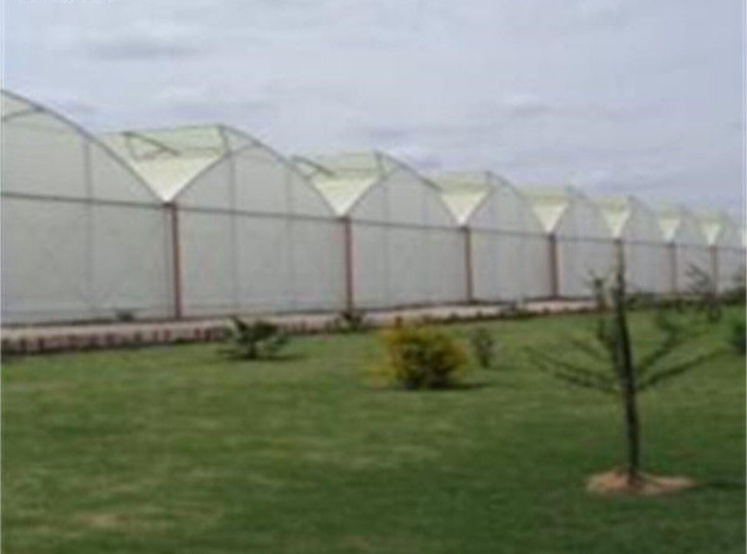 Gothic Frame Greenhouse Large Size Agricultural Multi Span Plastic Film Greenhouse