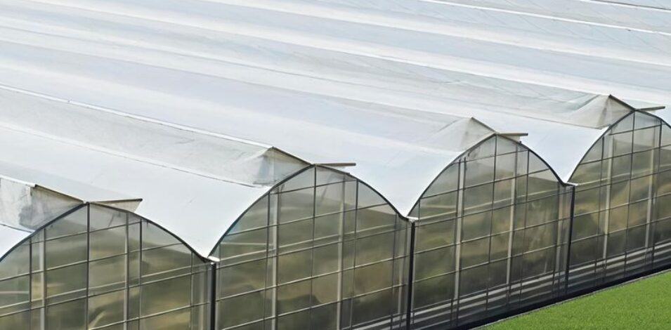 Gothic Greenhouse ( Commercial Series)