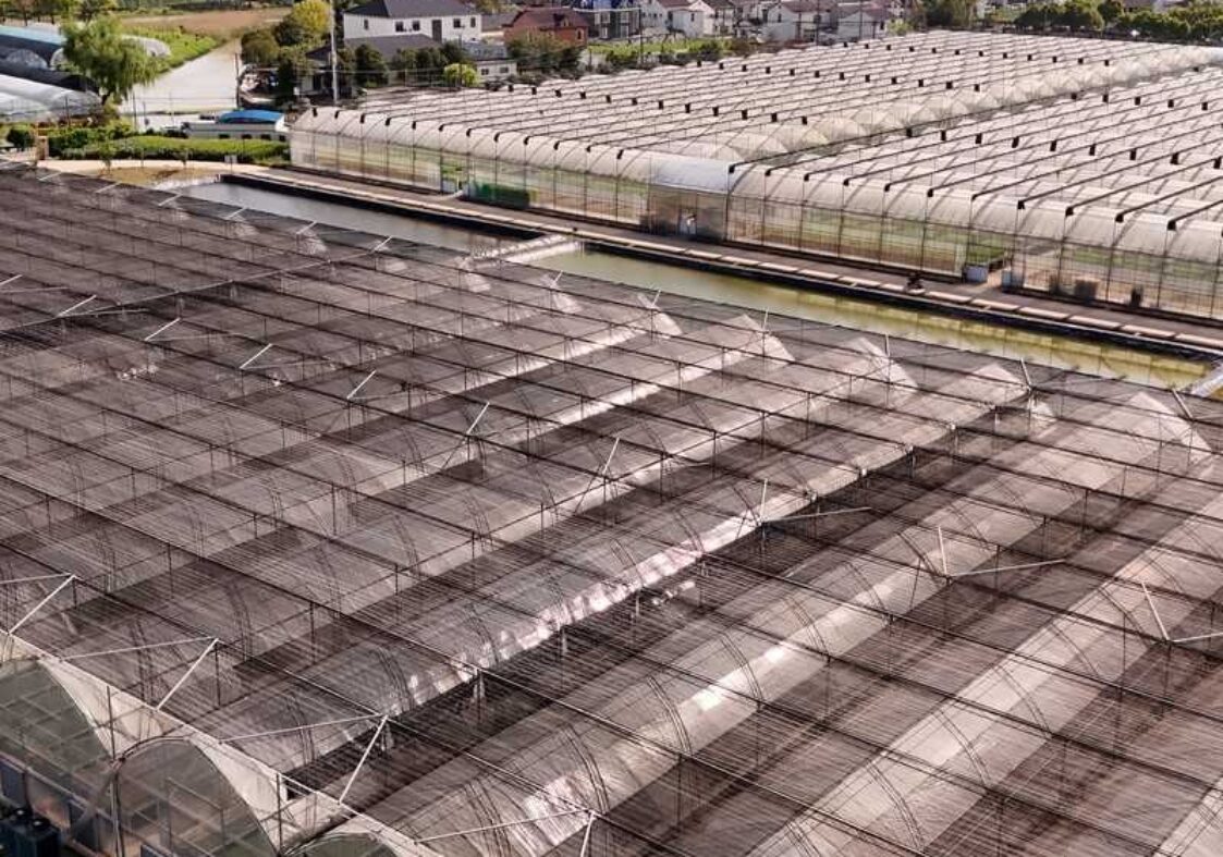Gothic Greenhouse ( Commercial Series)
