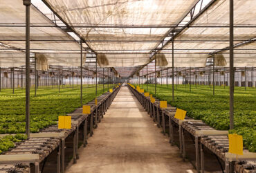 Gothic greenhouse directly supplied by the Shengbaoli factory is equipped with various intelligent