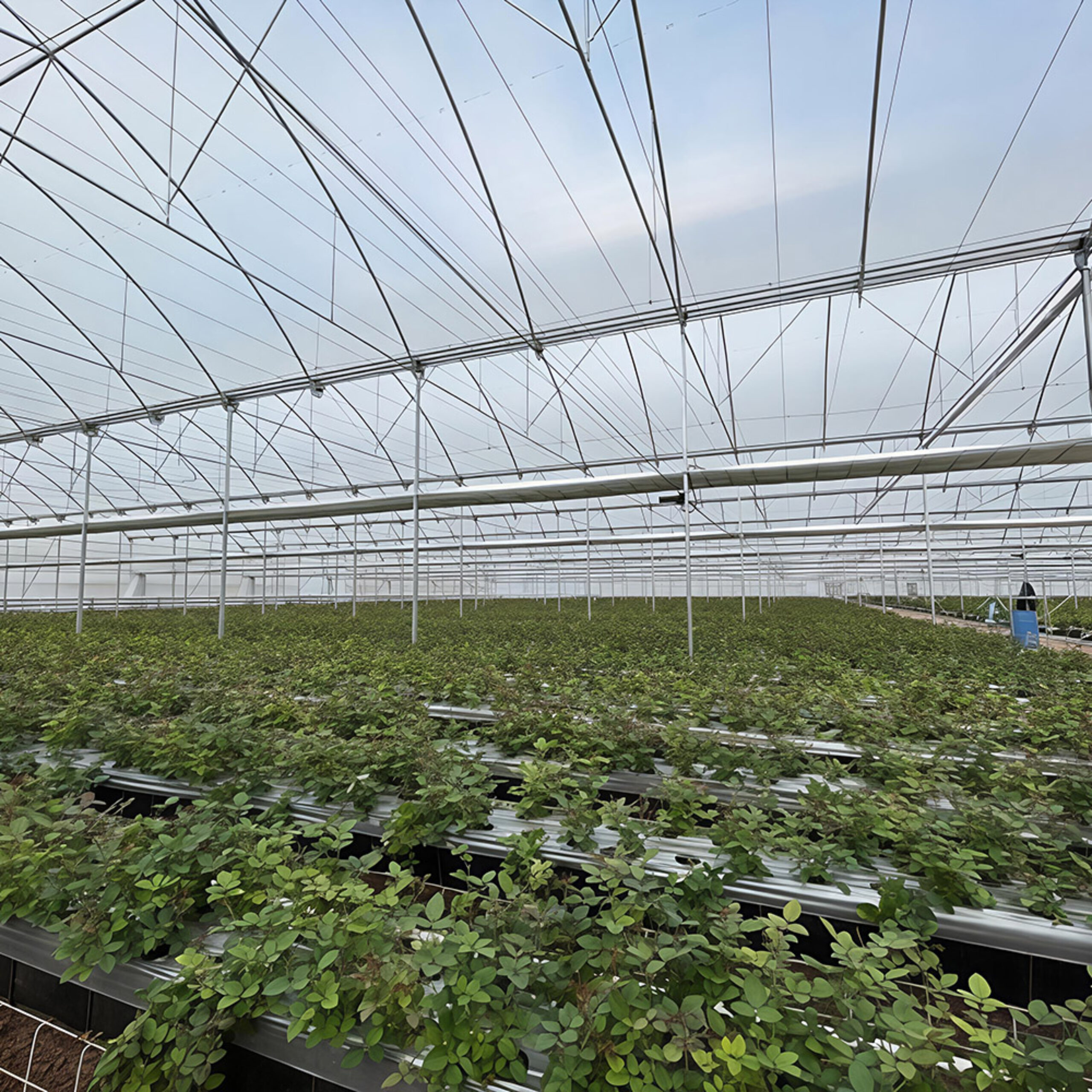 Gothic greenhouse for agricultural product cultivation