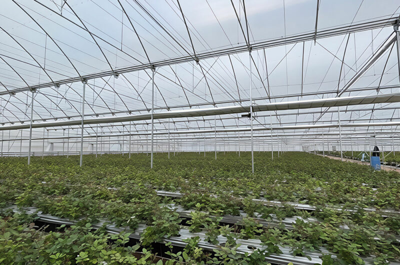 Gothic greenhouse for agricultural product cultivation